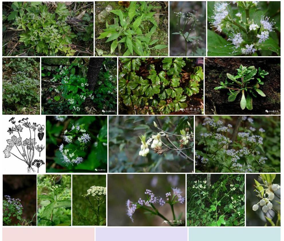 直刺变豆菜照片和图片/