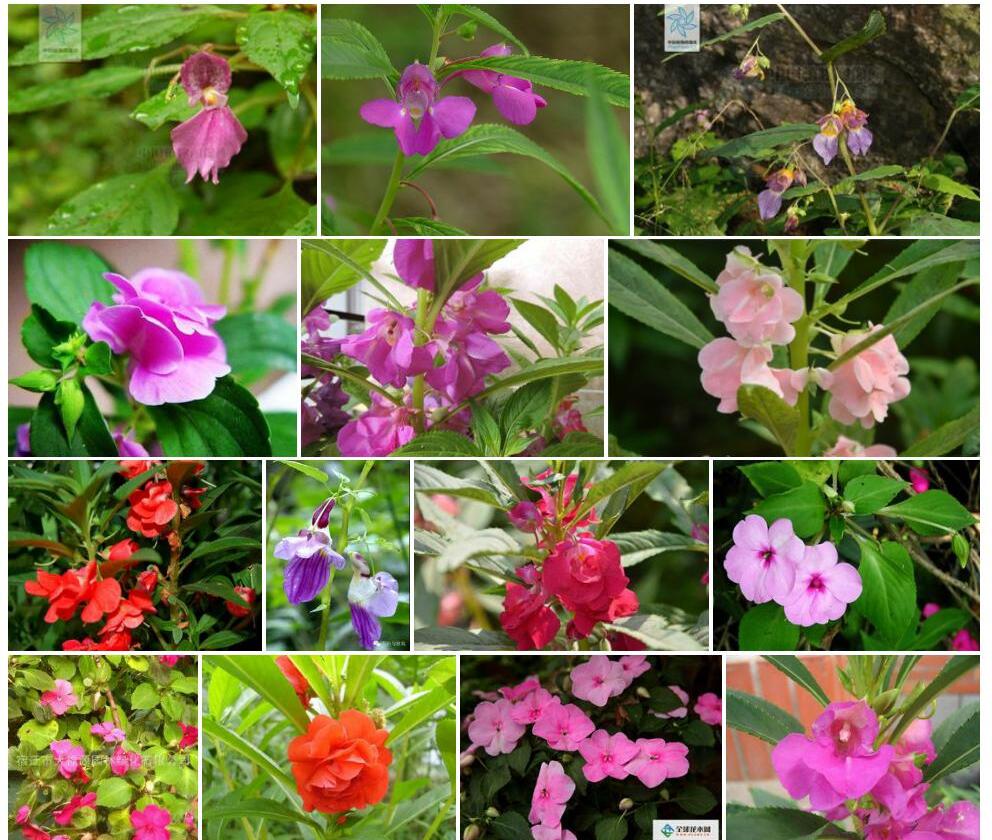 直喙凤仙花照片和图片/