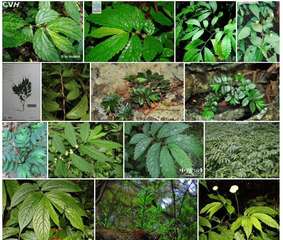 直尾楼梯草照片和图片/