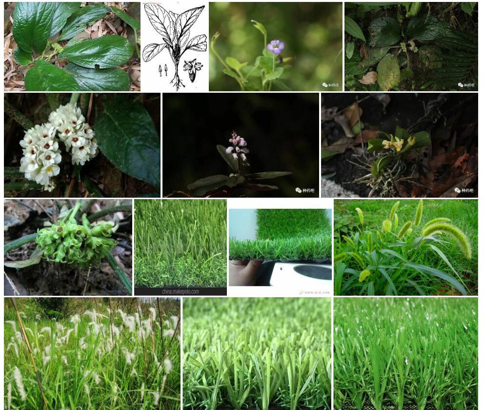 直序五膜草照片和图片/