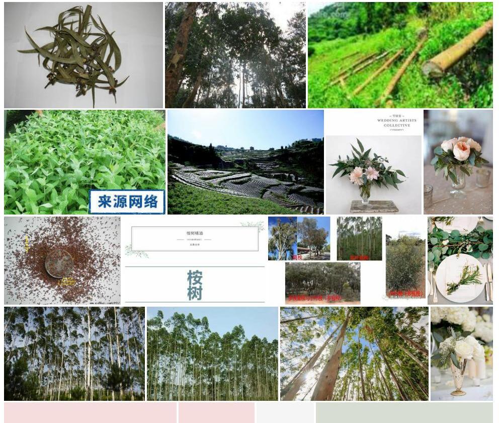 直杆蓝桉照片和图片/