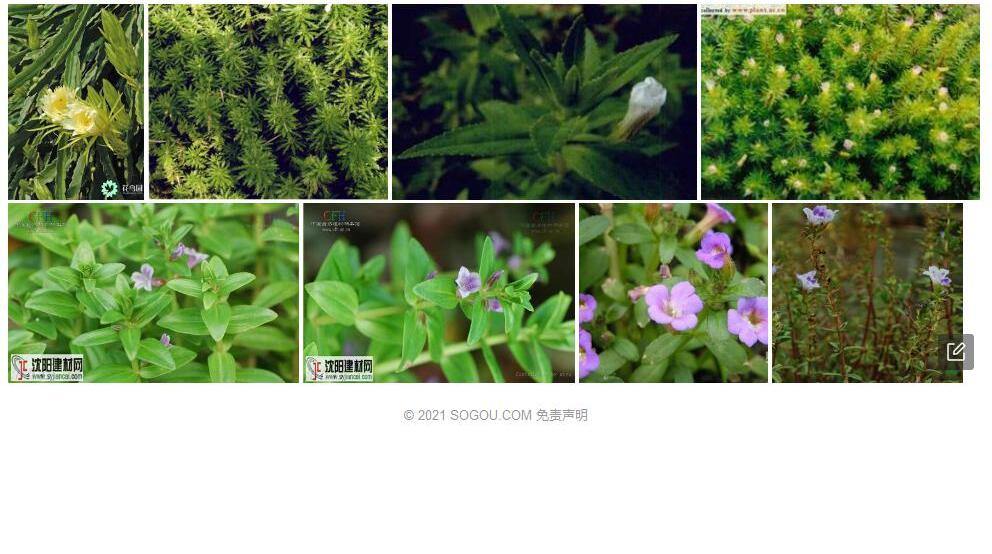 直立石龙尾照片和图片/