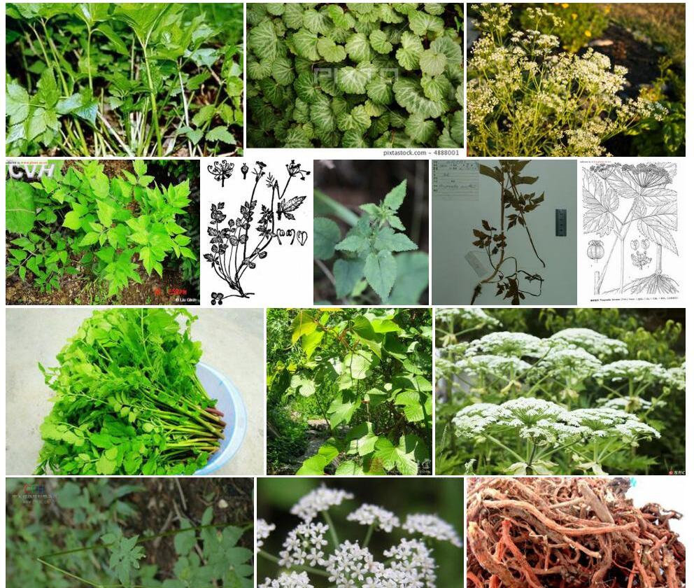 直立茴芹照片和图片/