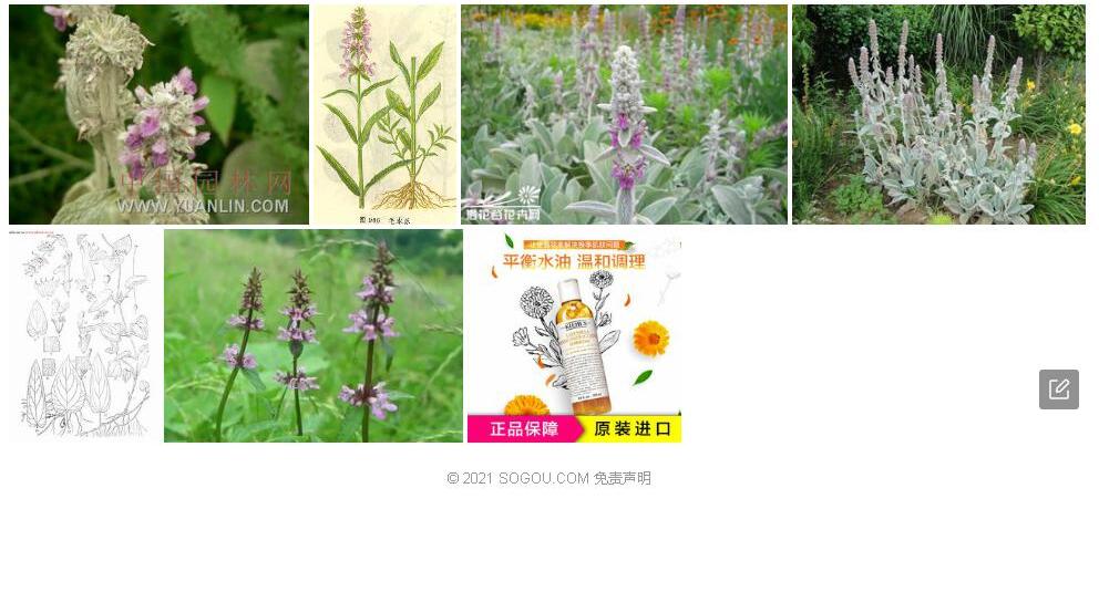 直花水苏照片和图片/