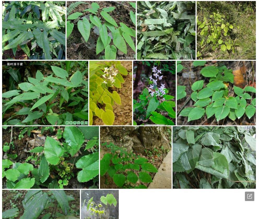 直距淫羊藿照片和图片/