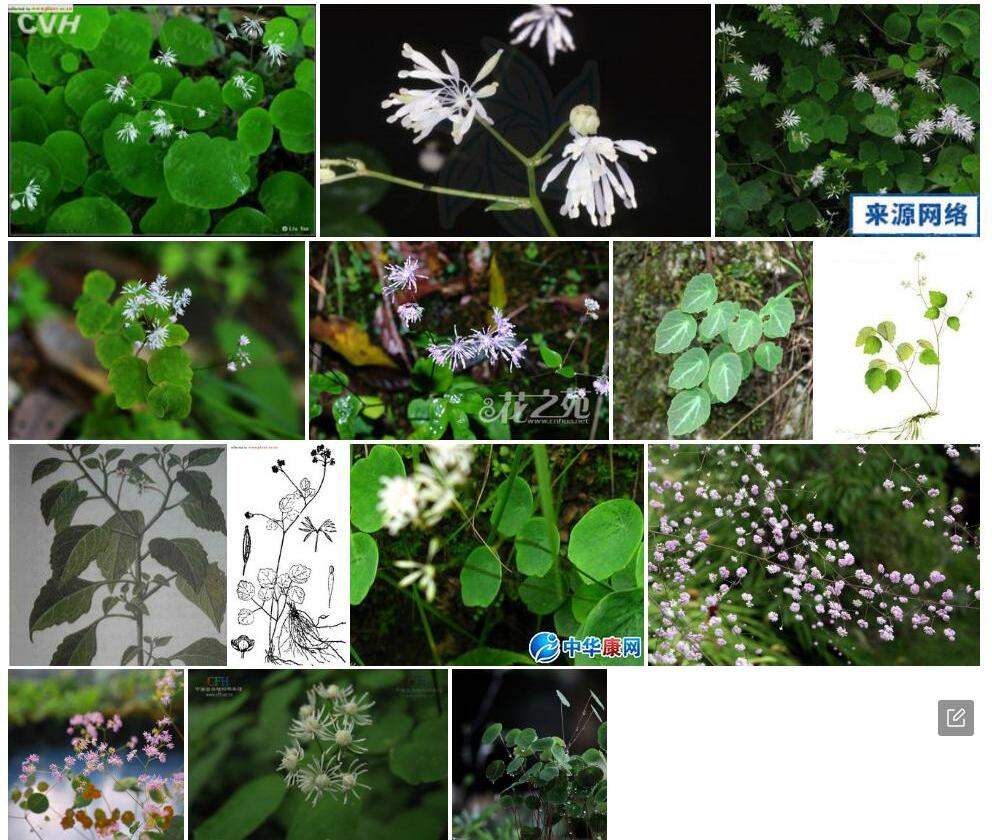 盾叶唐松草照片和图片/