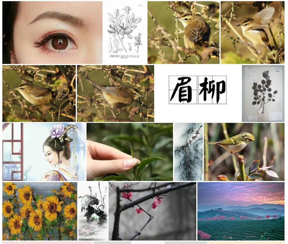 眉柳照片和图片/