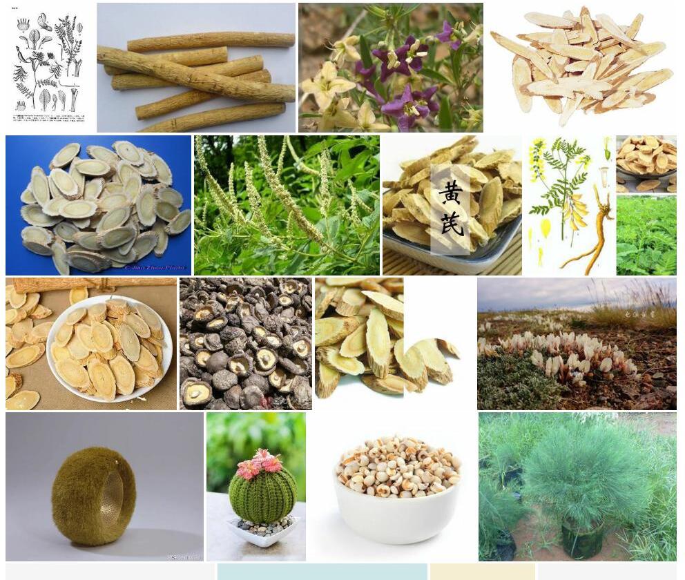 真毛黄耆照片和图片/