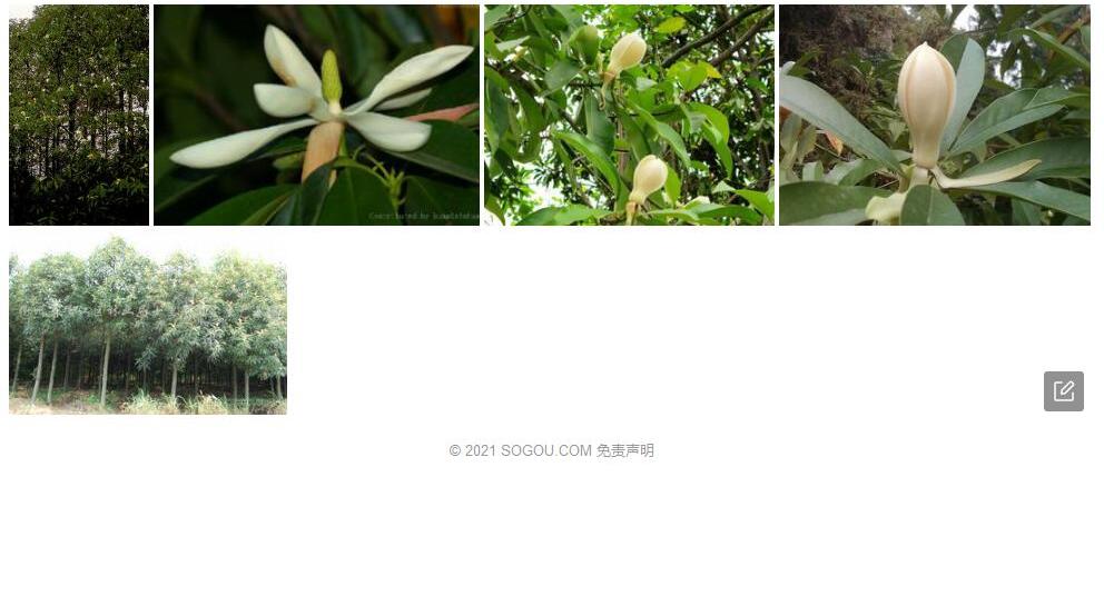 睦南木莲照片和图片/