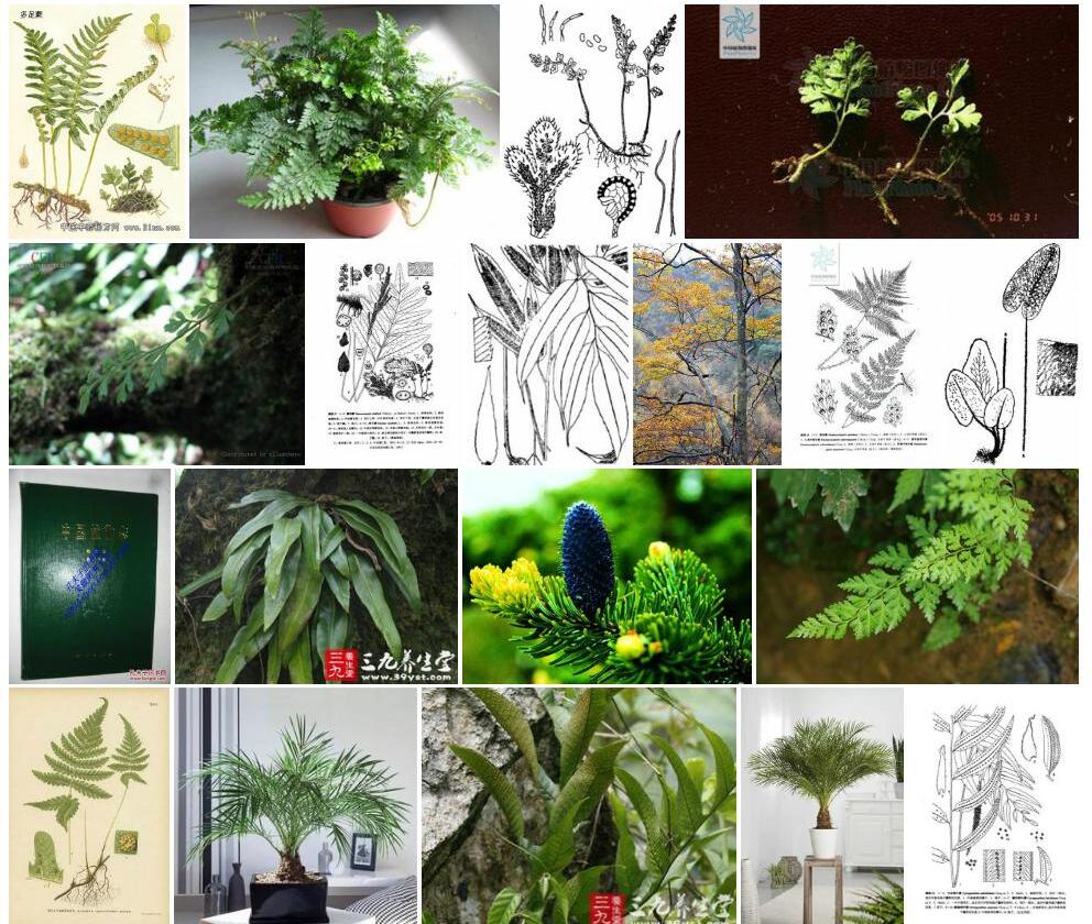 睫毛蕨照片和图片/