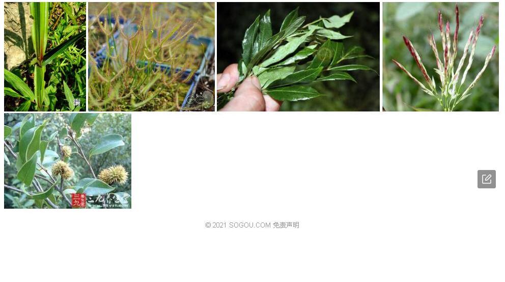 矛叶飞蓬照片和图片/