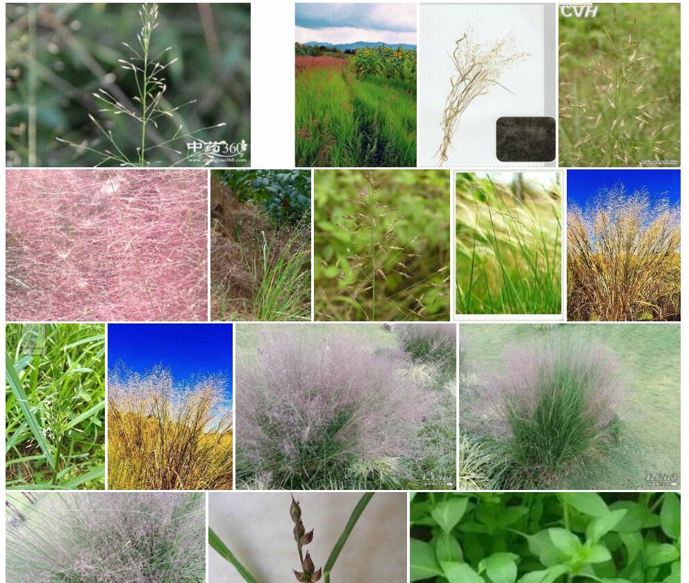 知风草照片和图片/
