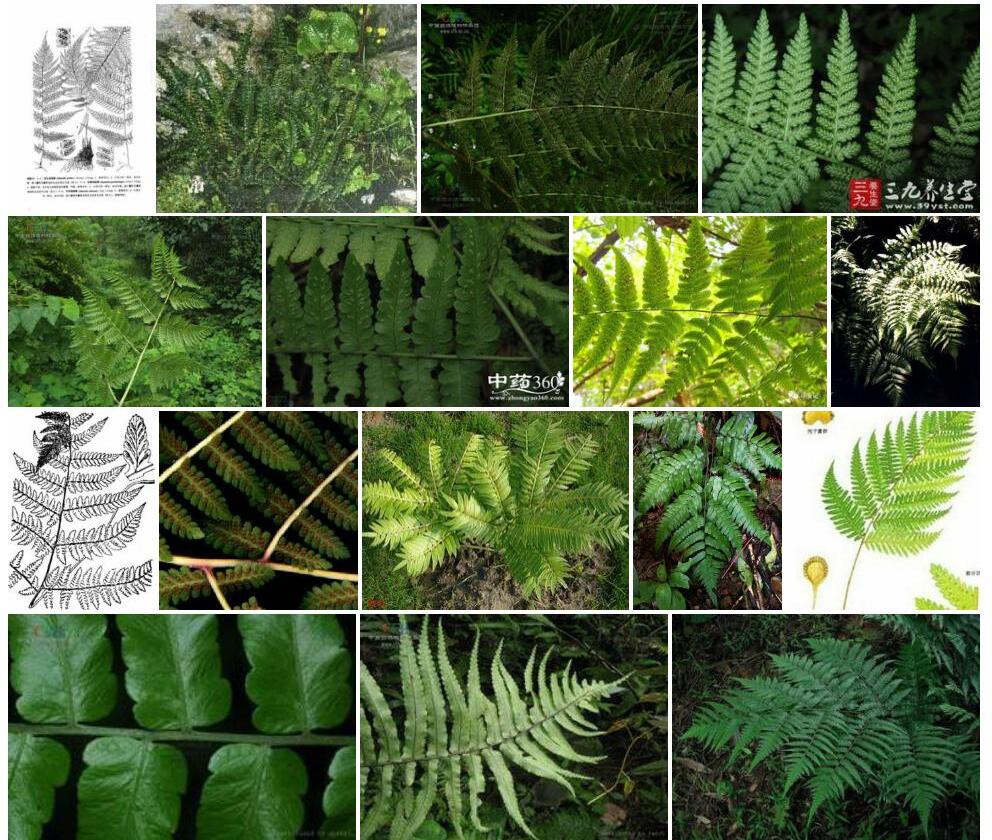 矩圆短肠蕨照片和图片/