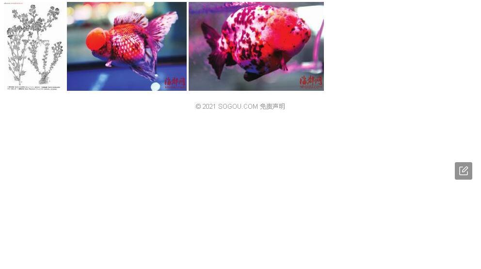 短冠亚菊照片和图片/