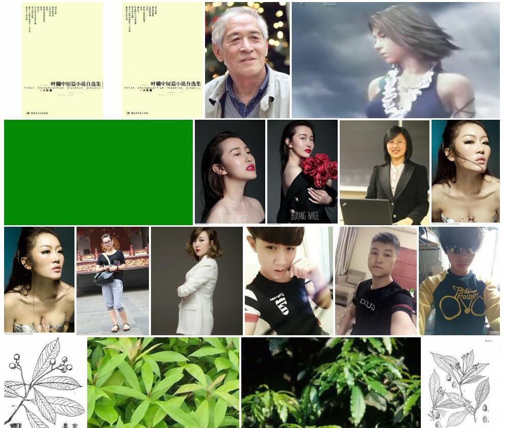 短叶楠照片和图片/