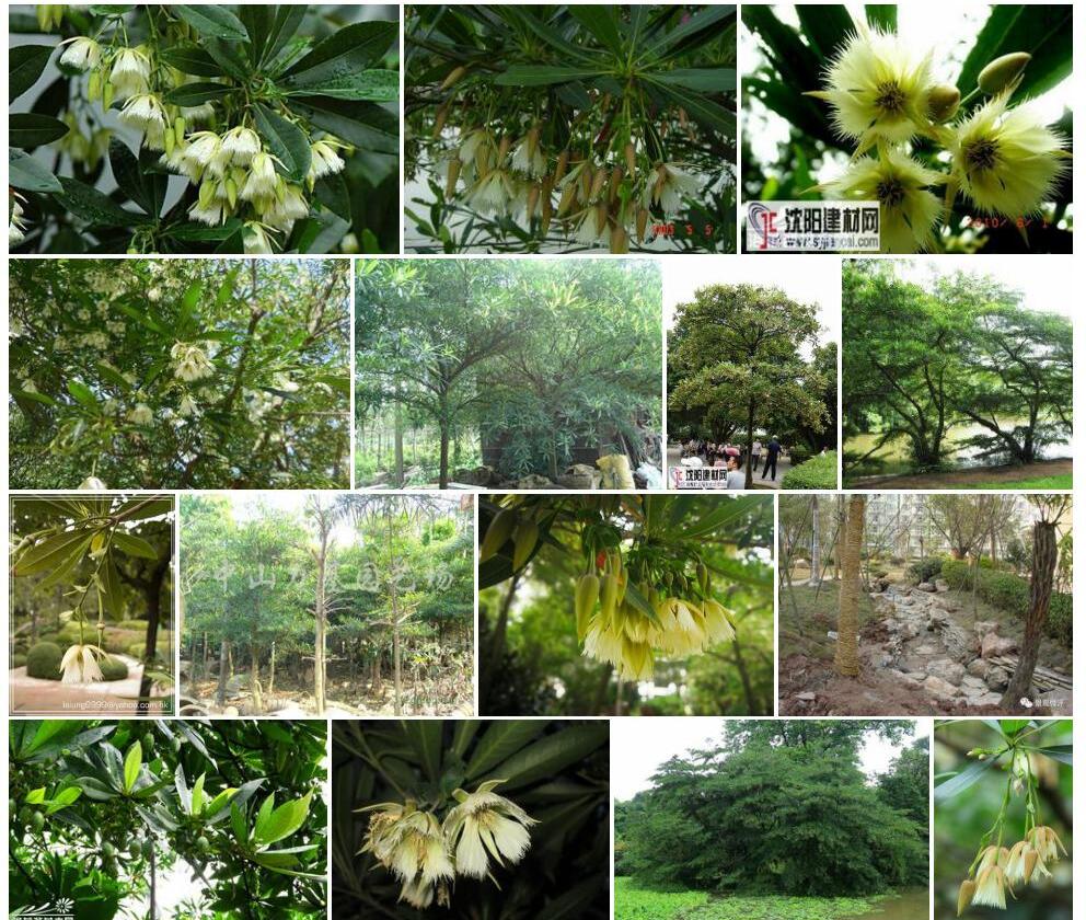 短叶水石榕照片和图片/