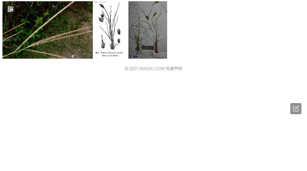 短叶金茅照片和图片/