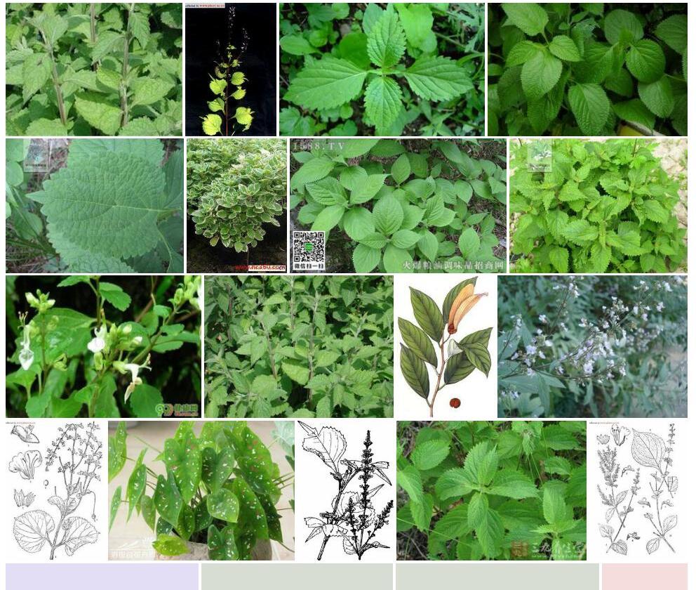 短叶香茶菜照片和图片/