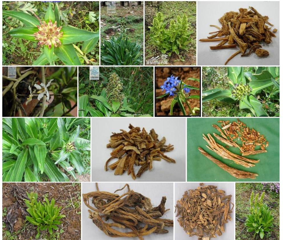短叶黄秦艽照片和图片/