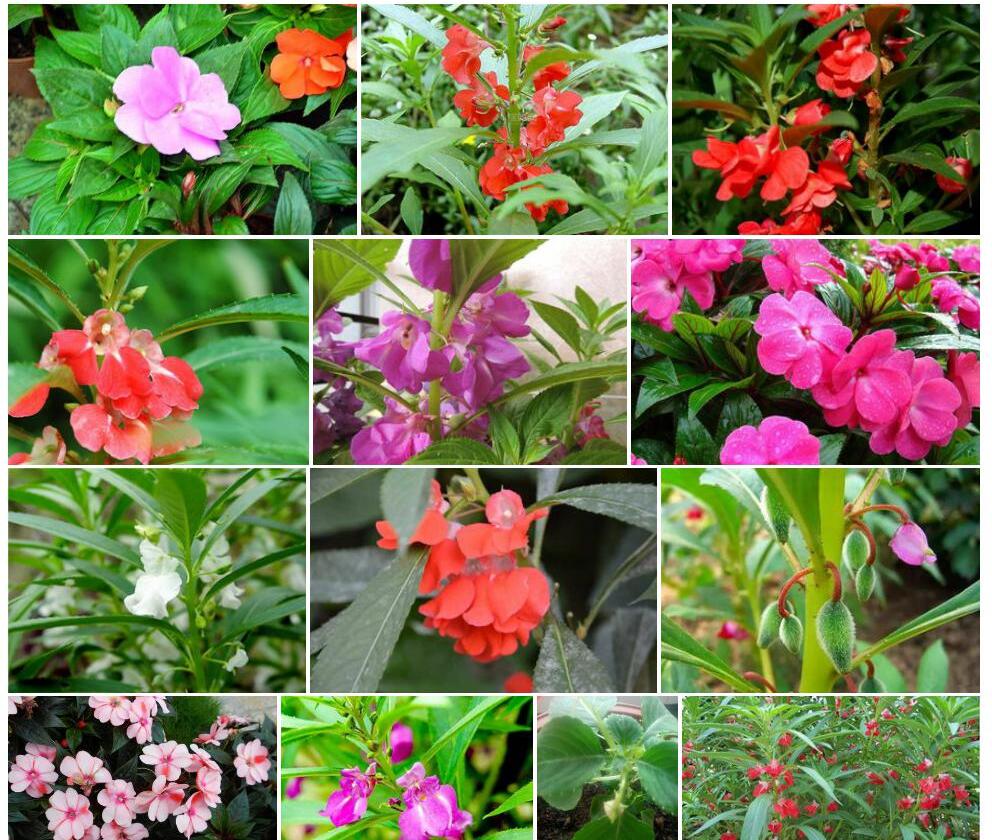 短尖棒尾凤仙花照片和图片/