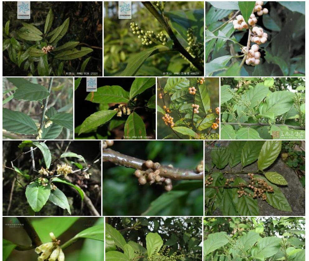 短序杜茎山照片和图片/