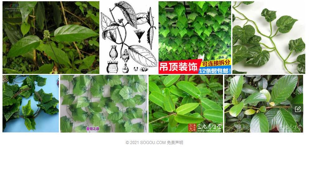短序蓝叶藤照片和图片/