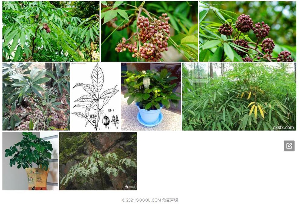 短序鹅掌柴照片和图片/