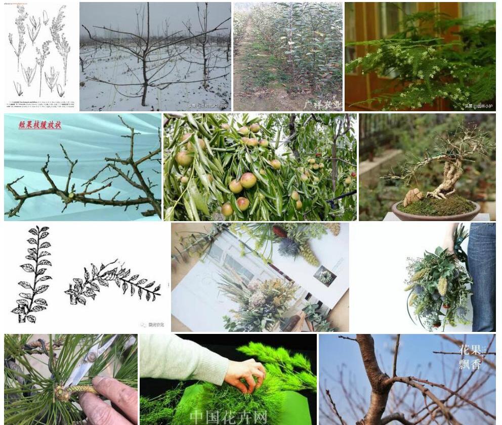 短枝发草照片和图片/