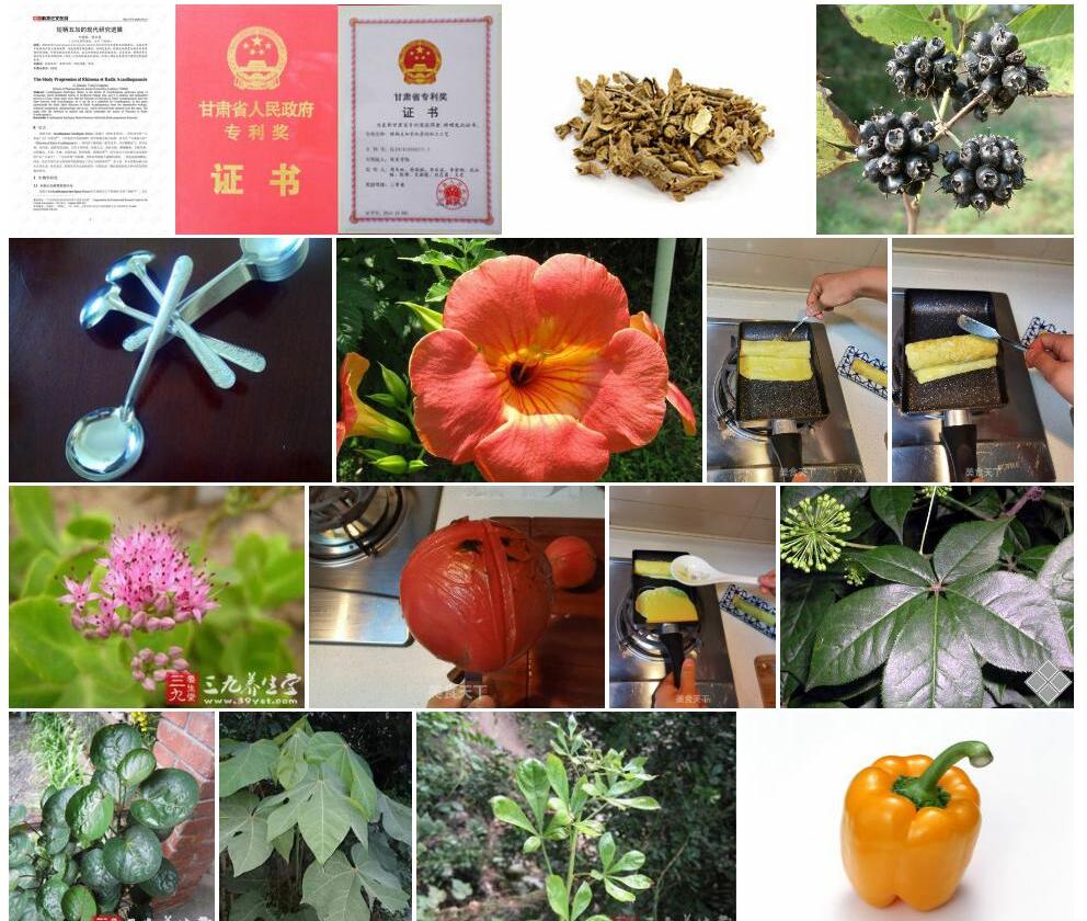 短柄五加照片和图片/
