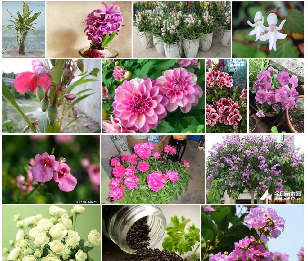 短柄喜光花照片和图片/