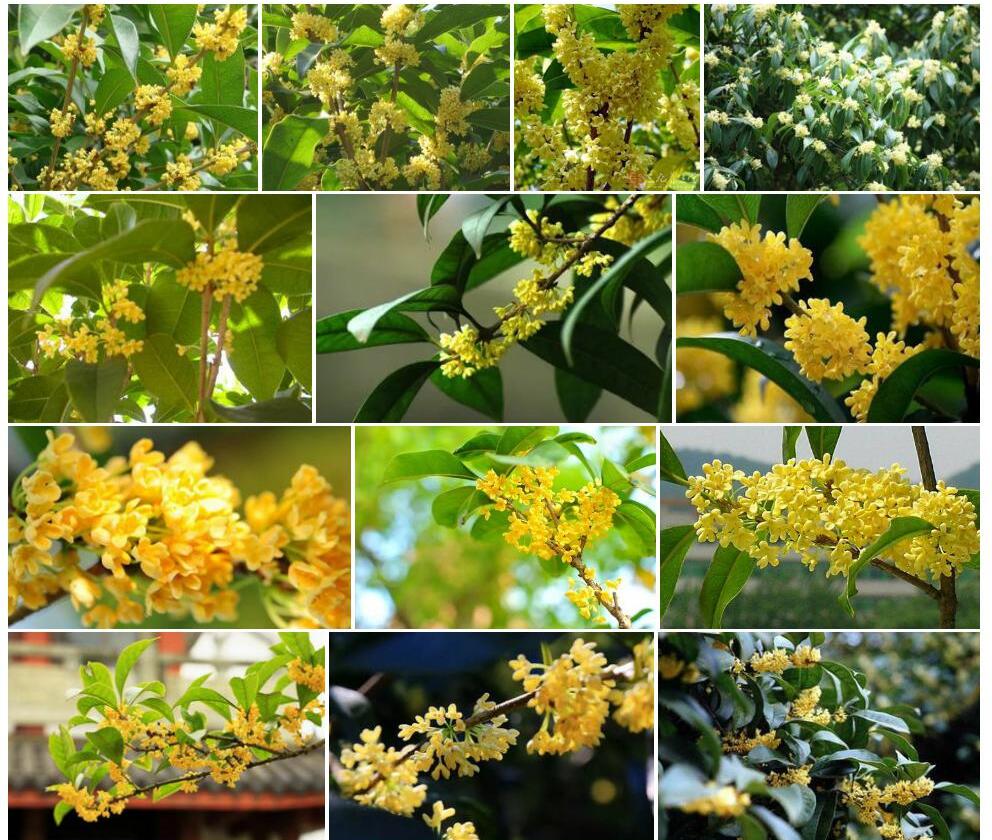 短柄山桂花照片和图片/