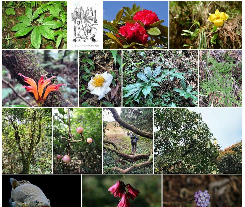 短柄斑龙芋照片和图片/