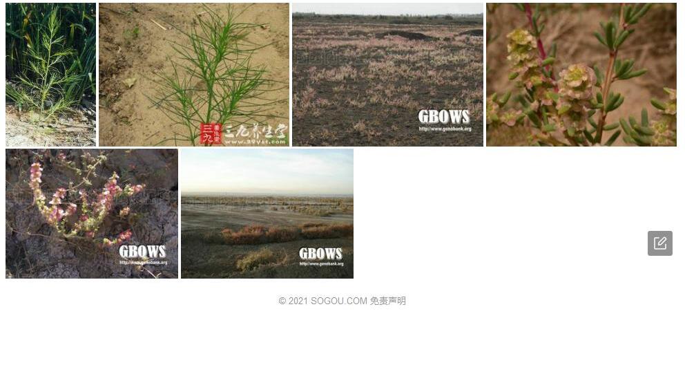 短柱猪毛菜照片和图片/