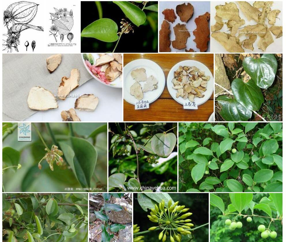 短柱肖菝葜照片和图片/