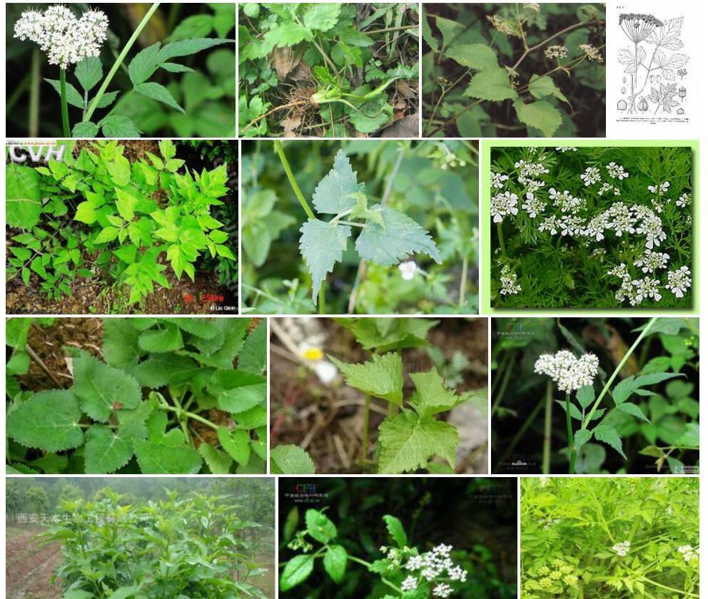 短柱茴芹照片和图片/