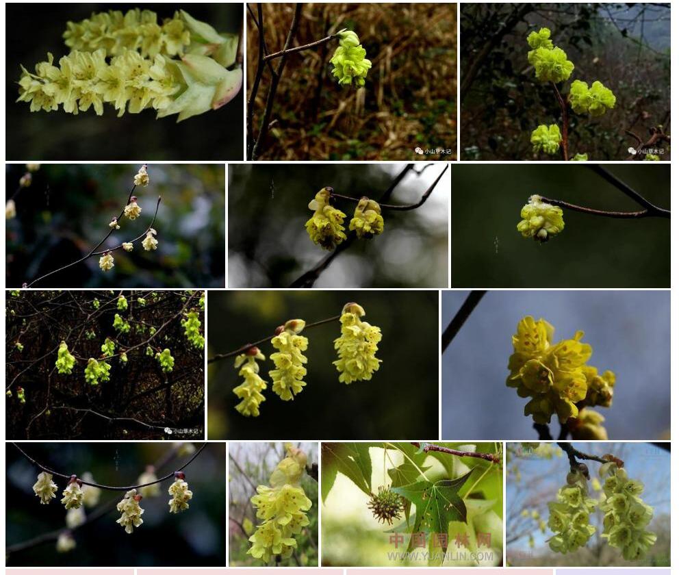 短柱蜡瓣花照片和图片/