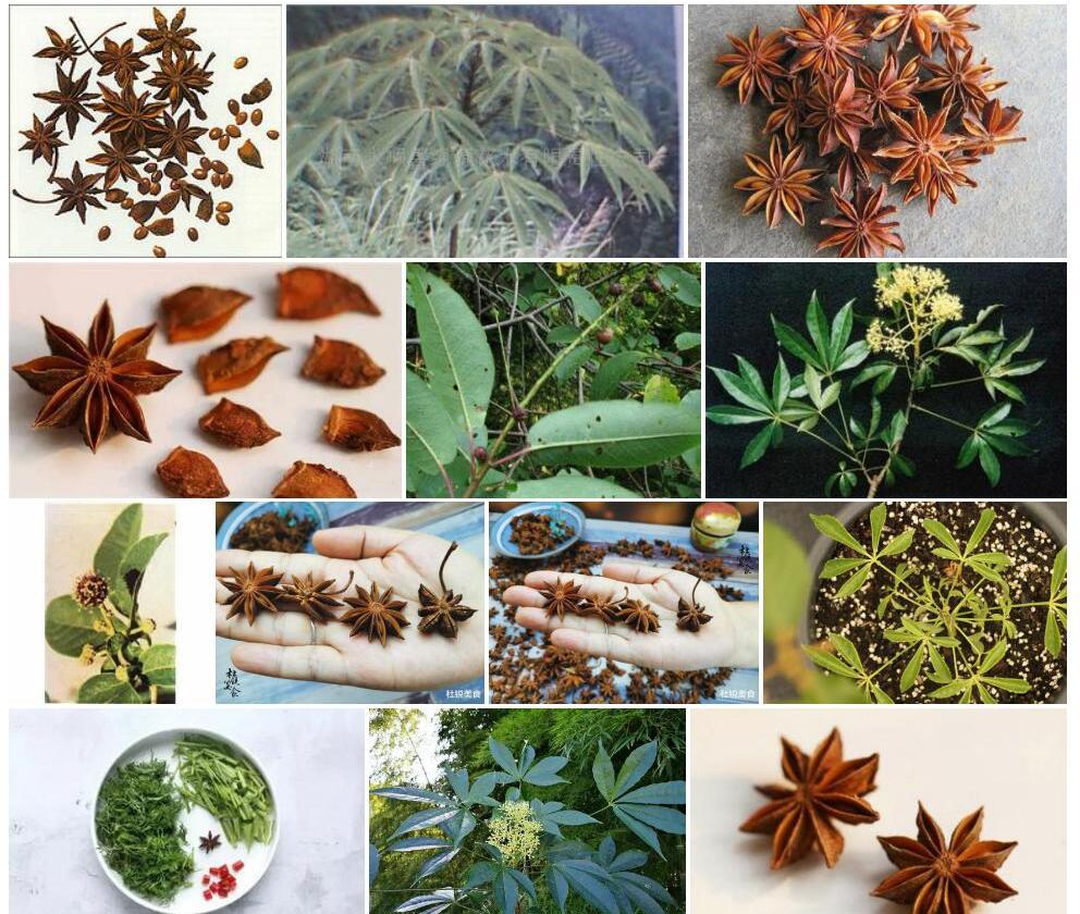 短梗八角照片和图片/