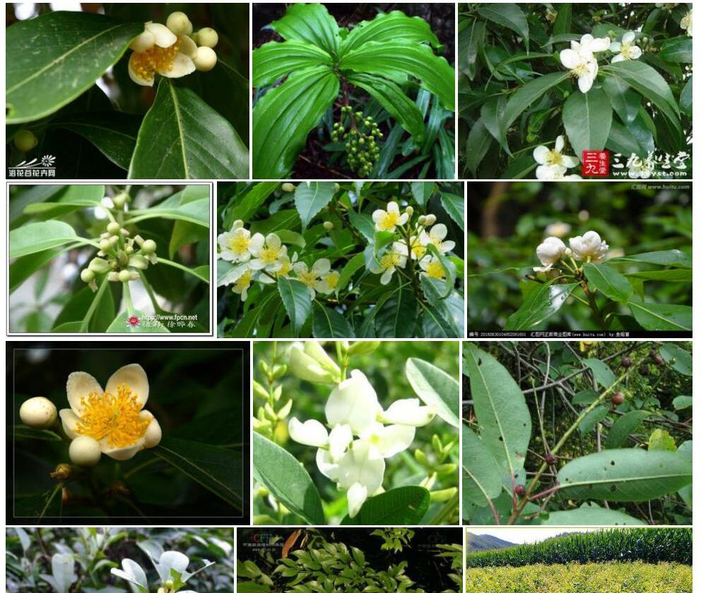 短梗木荷照片和图片/