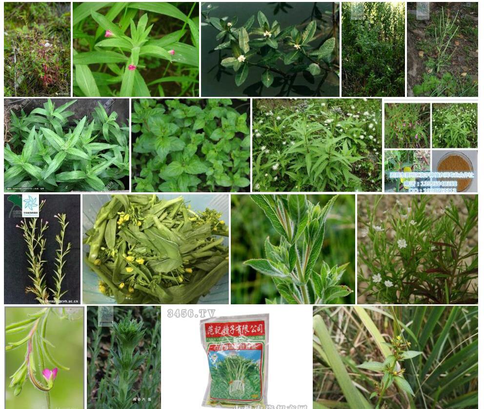 短梗柳叶菜照片和图片/