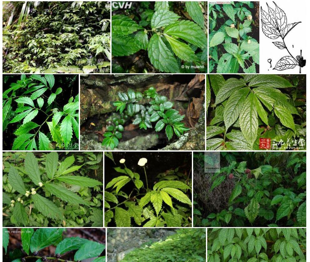短梗楼梯草照片和图片/