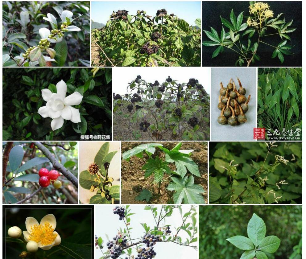 短梗野菰照片和图片/