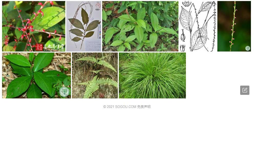 短毛金线草照片和图片/