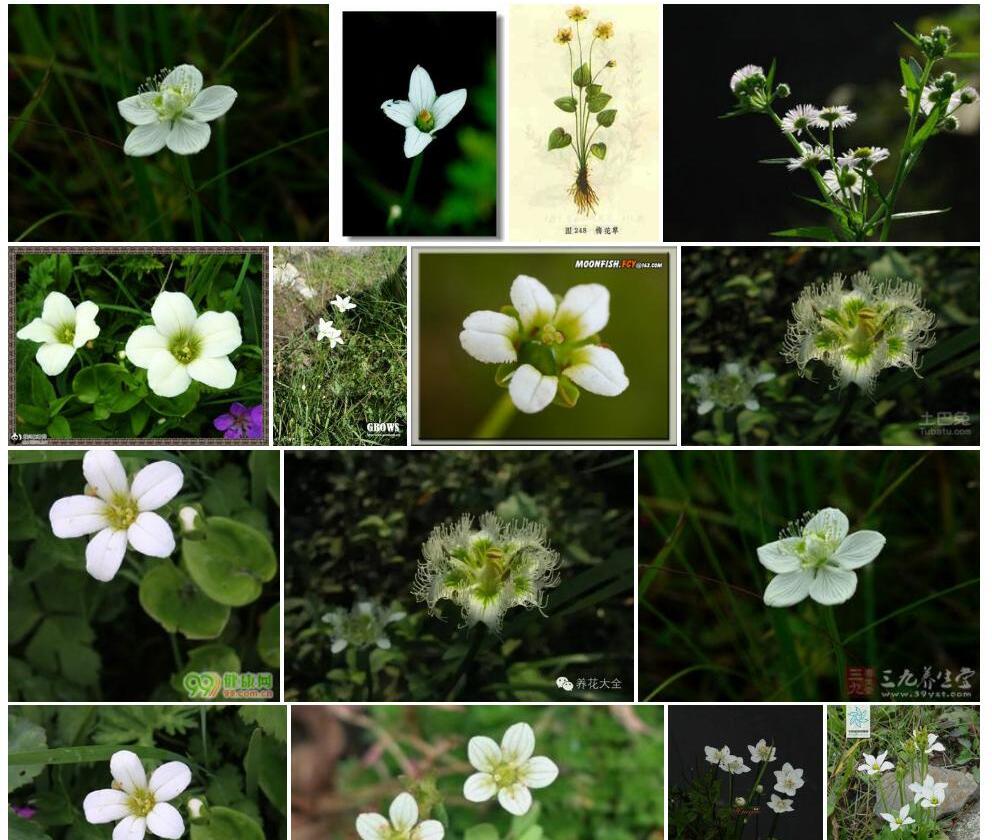 短瓣梅花草照片和图片/