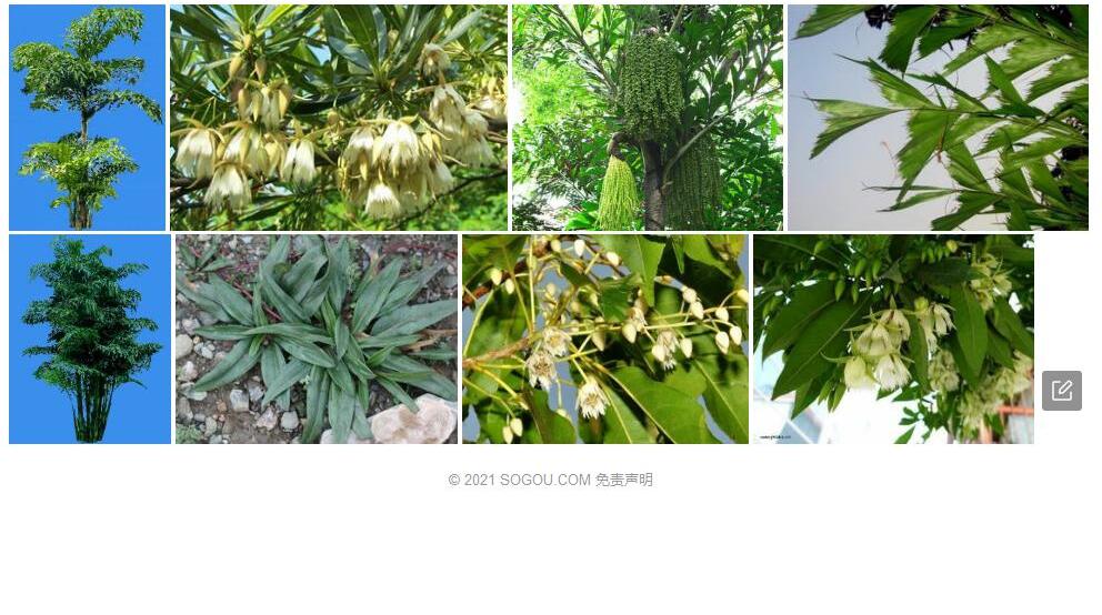 短穗杜英照片和图片/