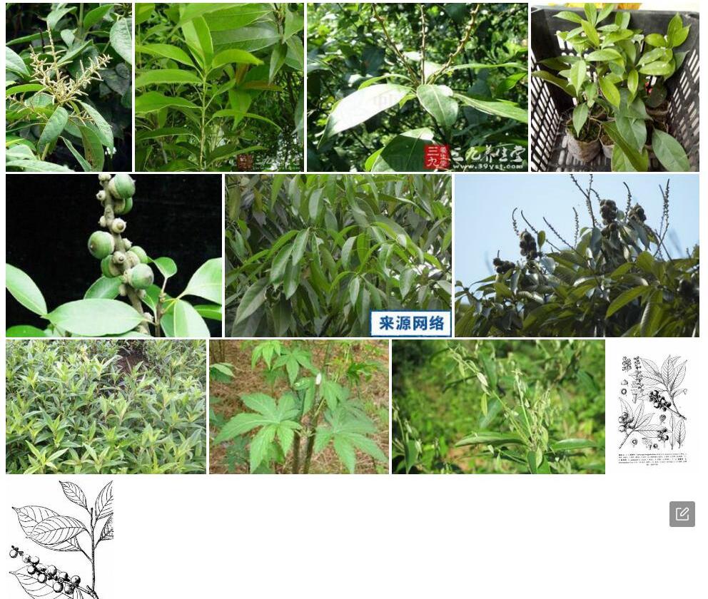 短穗柯照片和图片/