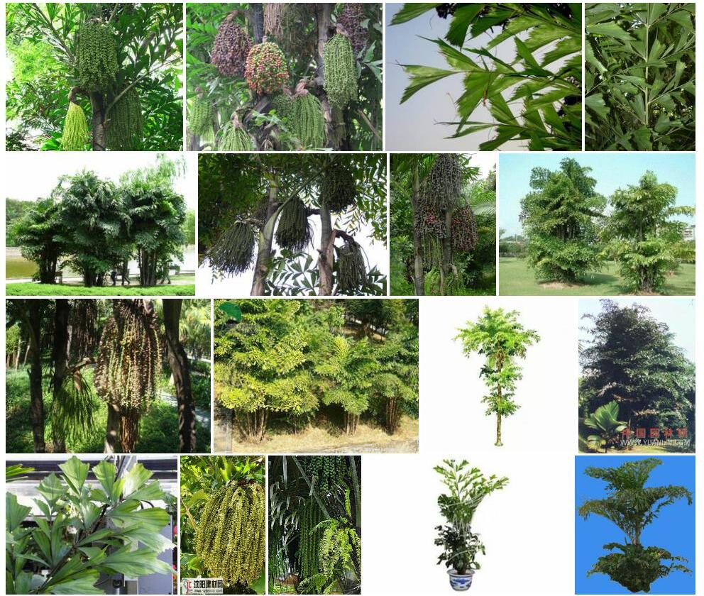 短穗鱼尾葵照片和图片/