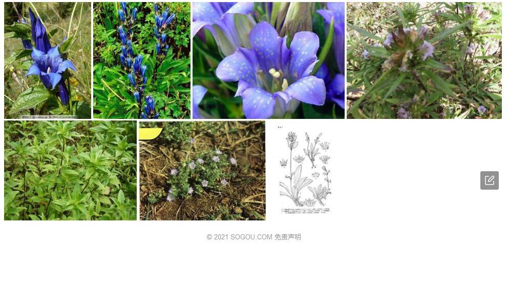 短管龙胆照片和图片/