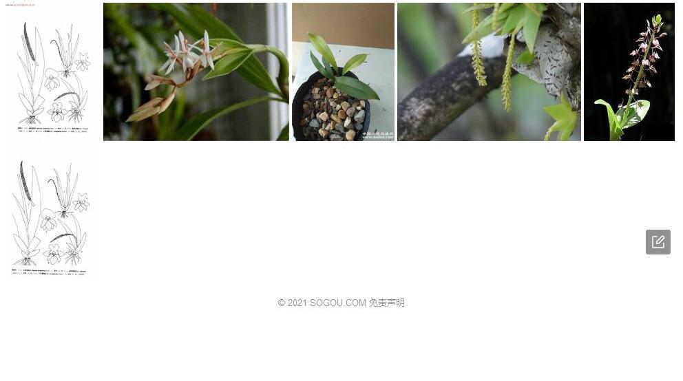 短耳鸢尾兰照片和图片/