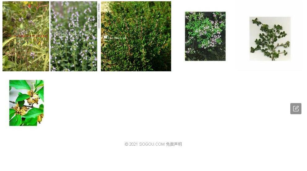 短节百里香照片和图片/