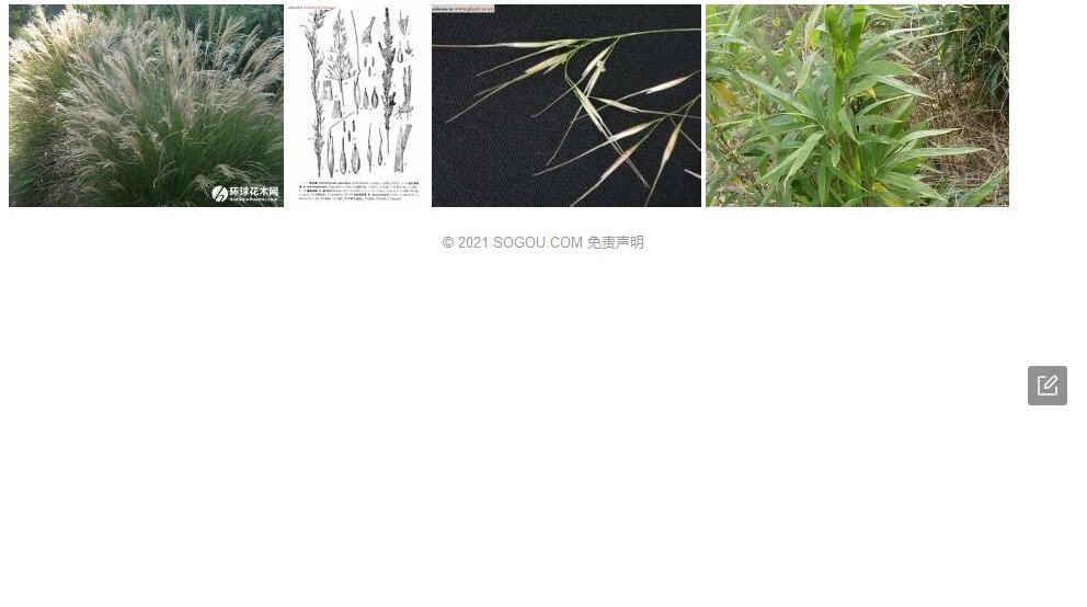 短芒芨芨草照片和图片/